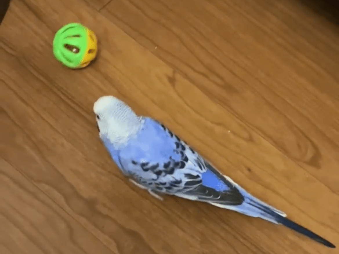 キュービちゃん