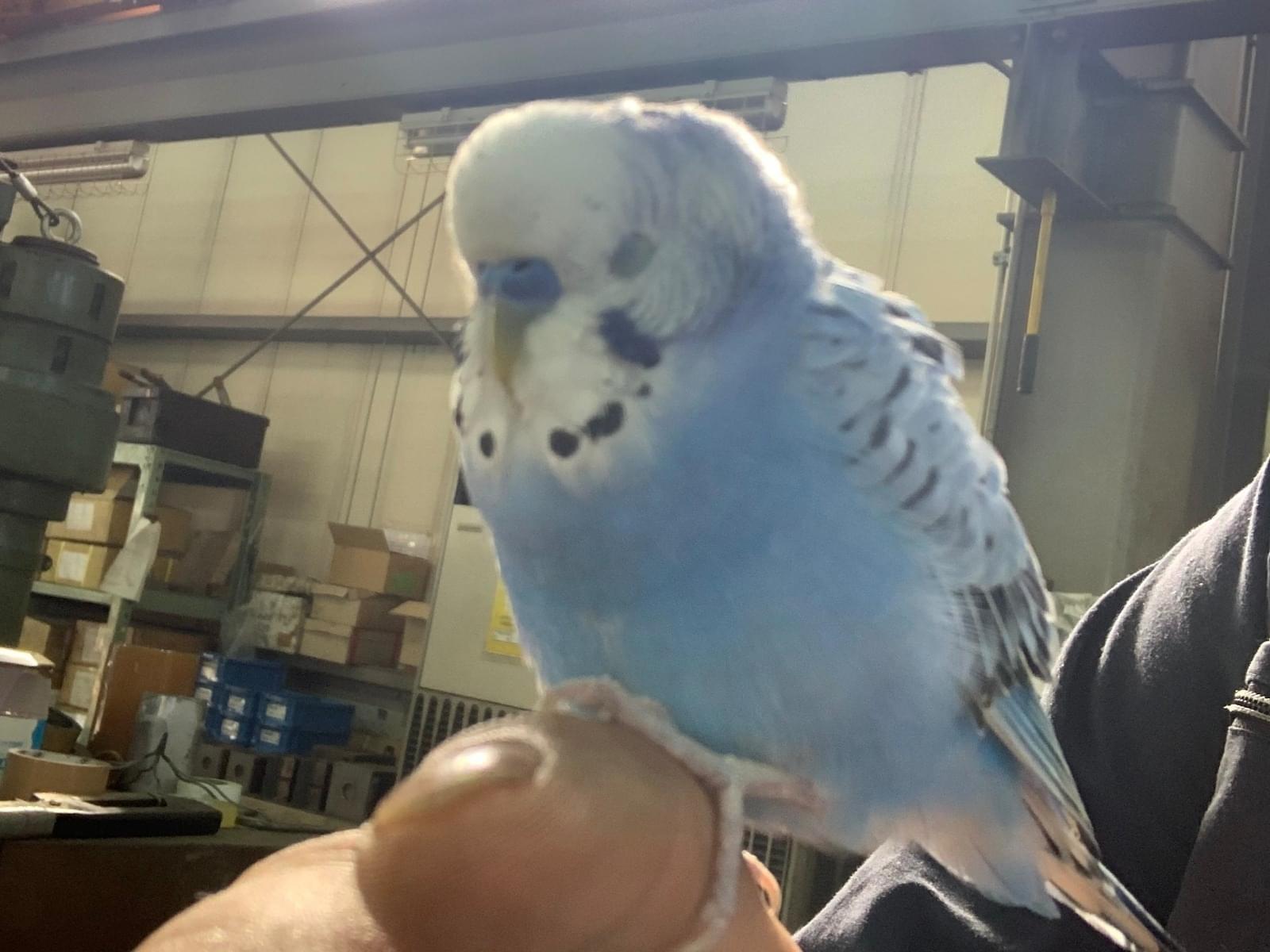 保護された鳥 保護された鳥