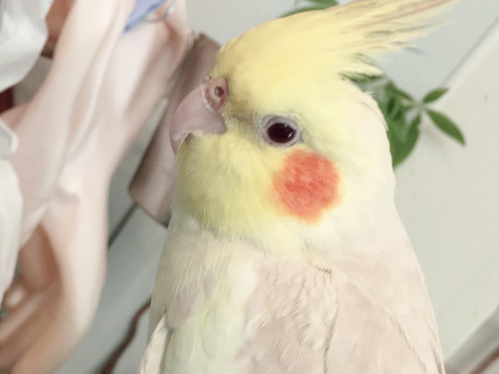 かめちゃん かめちゃん