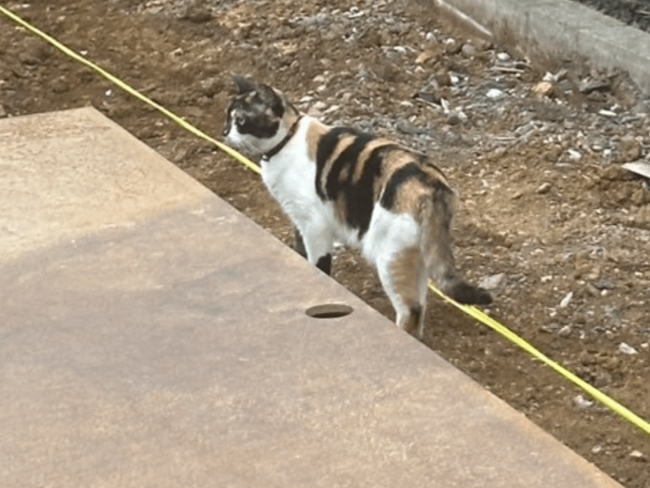 目撃された猫 目撃された猫