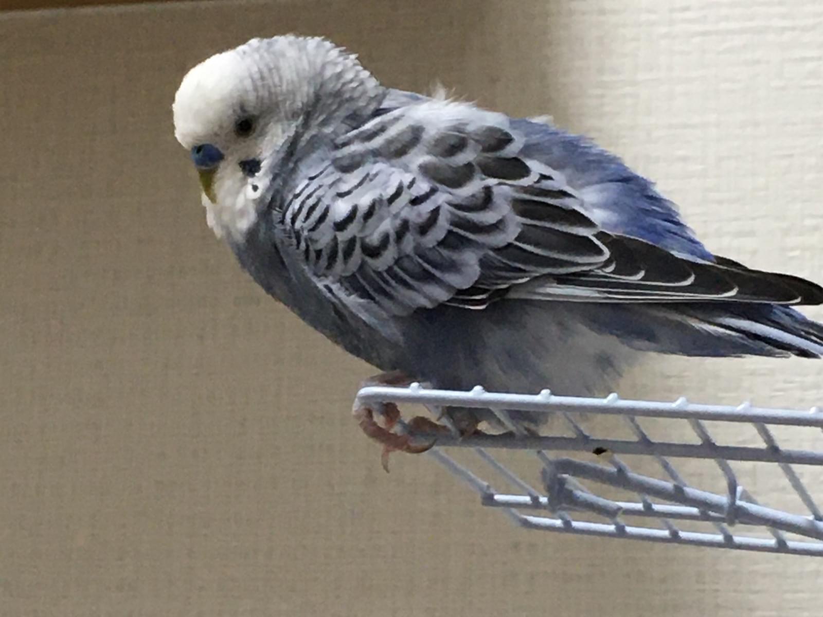 ぺぺちゃん ぺぺちゃん