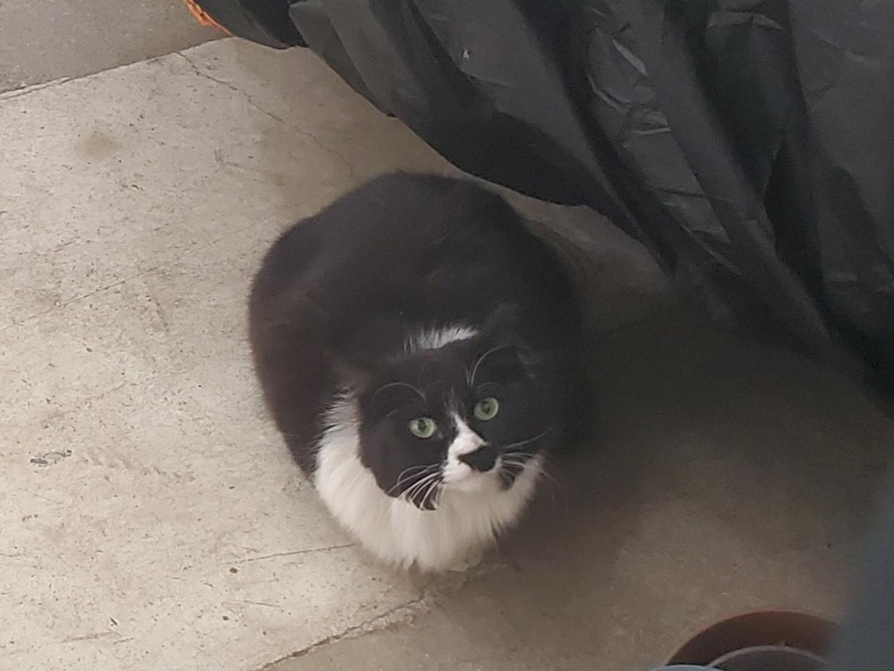 目撃された猫 目撃された猫