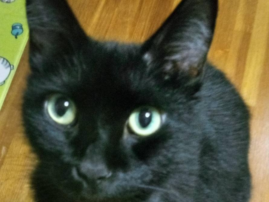 くろすけちゃん