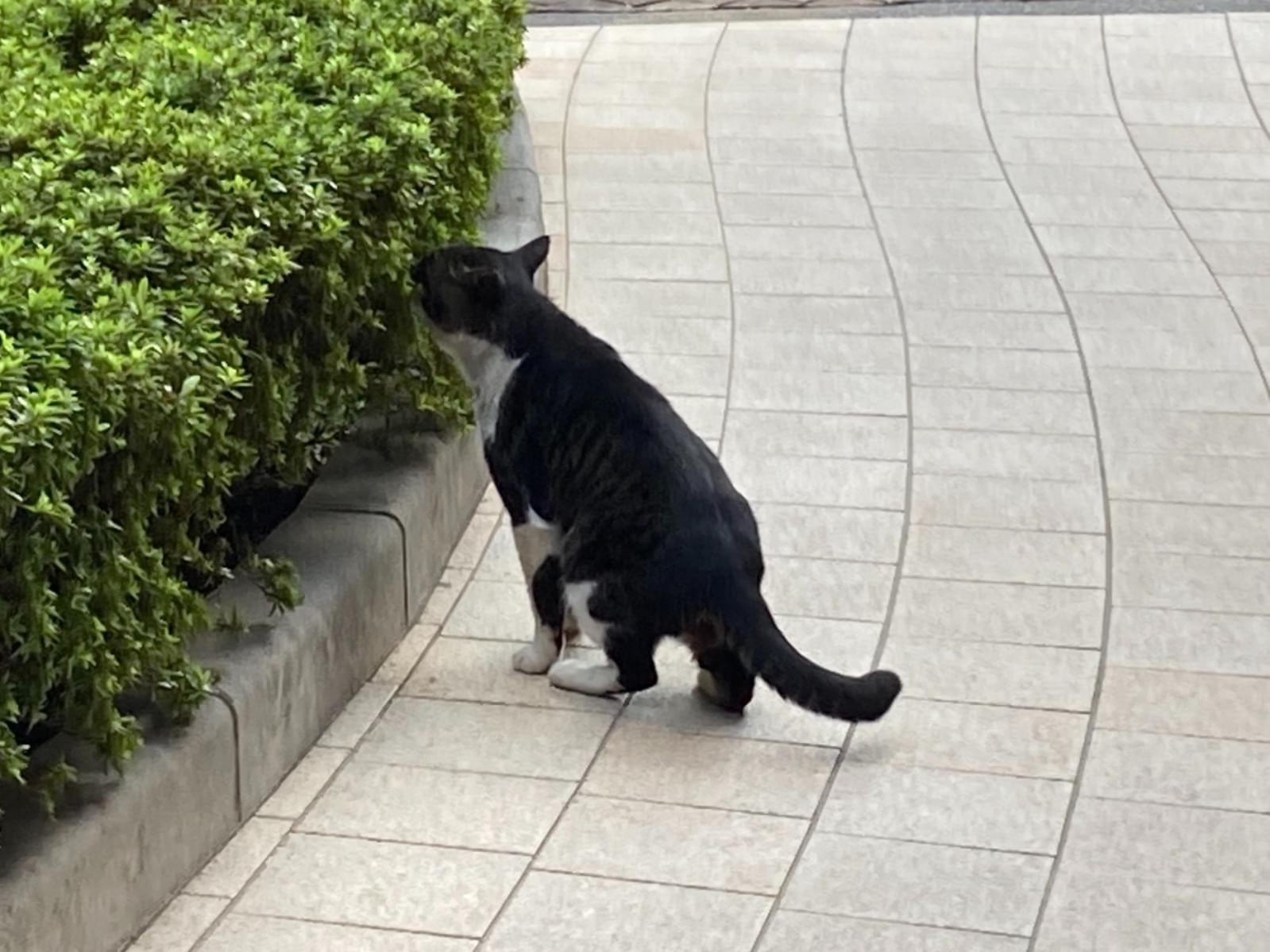 目撃された猫 目撃された猫