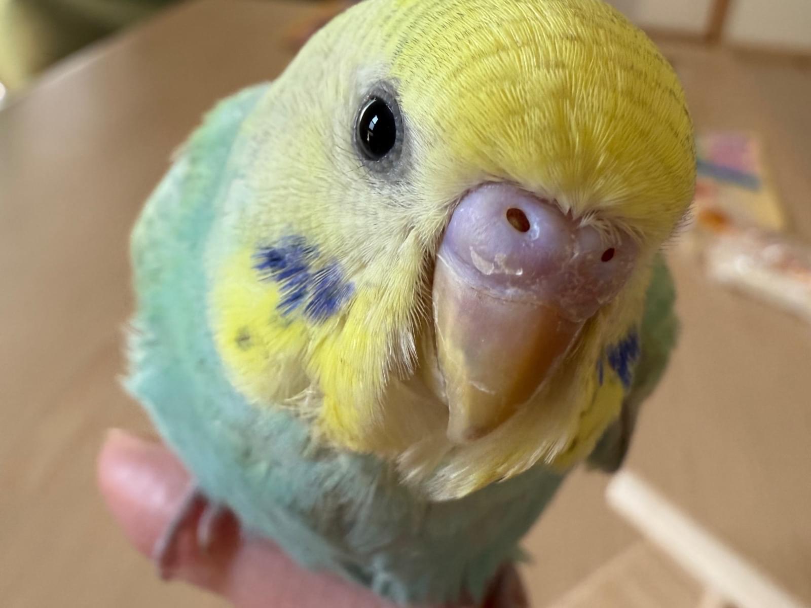 ココちゃん ココちゃん