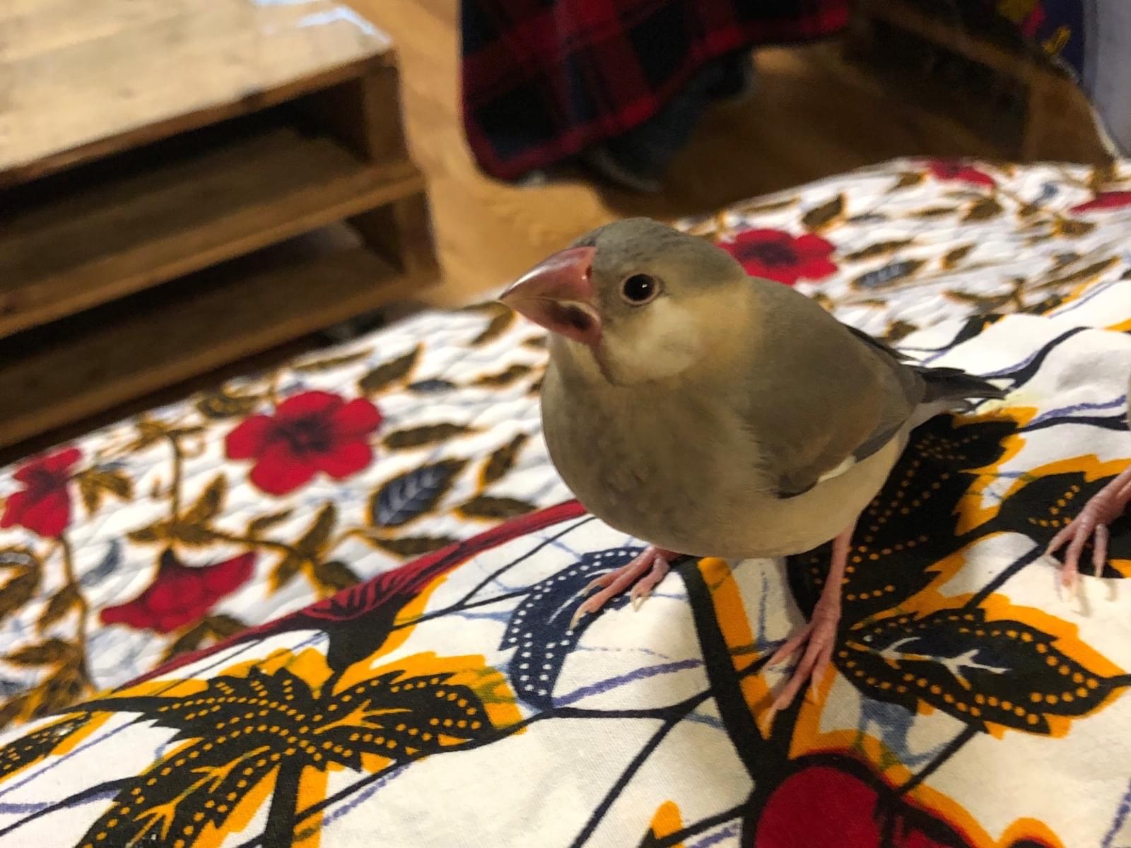 桜文鳥の雛 名前はまだありません。ちゃん 桜文鳥の雛 名前はまだありません。ちゃん