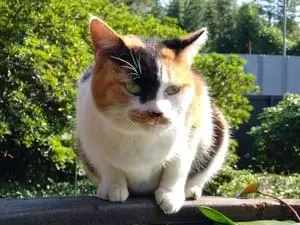 桜耳の三毛猫を探しています