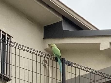 目撃された鳥 目撃された鳥