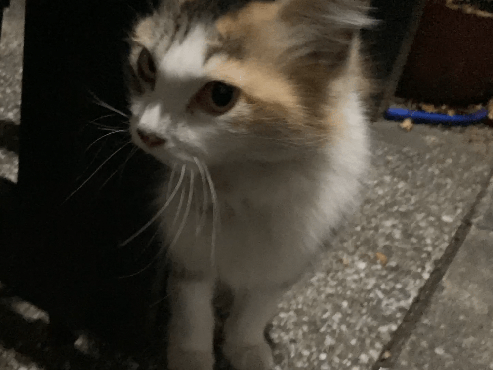 目撃された猫 目撃された猫