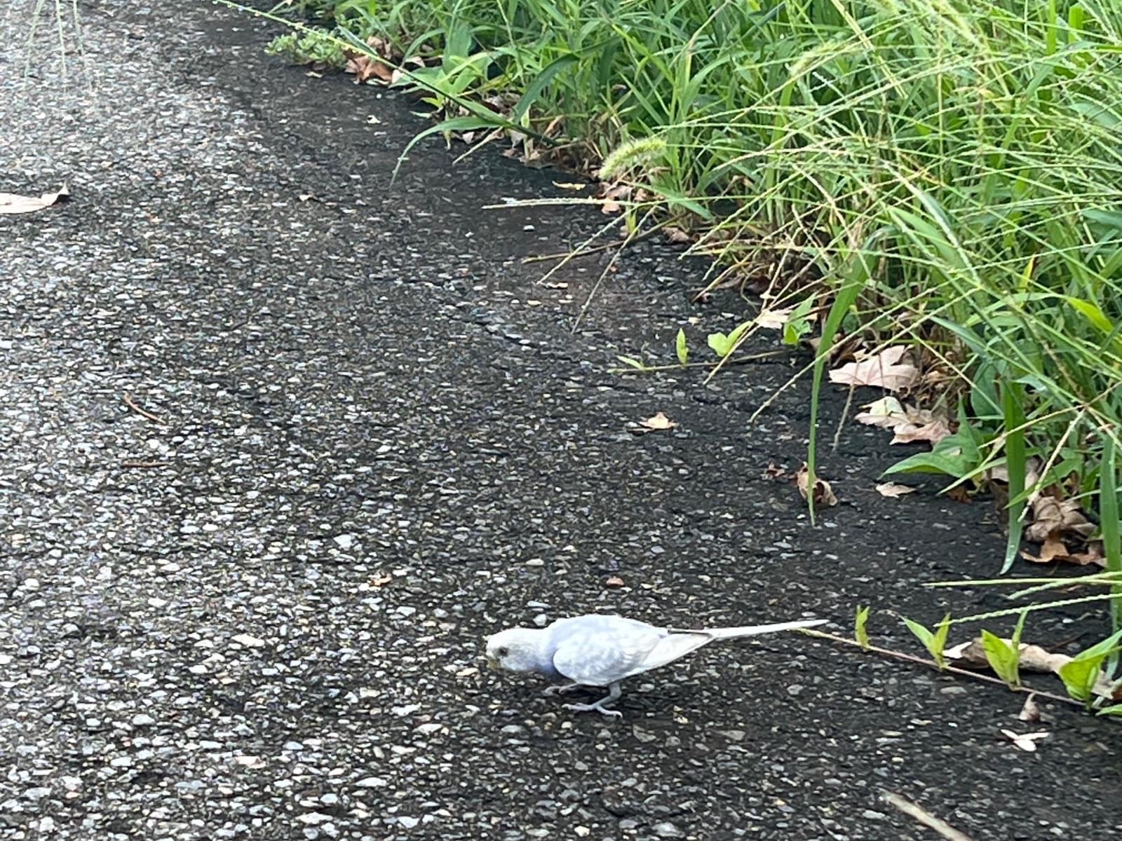 目撃された鳥 目撃された鳥