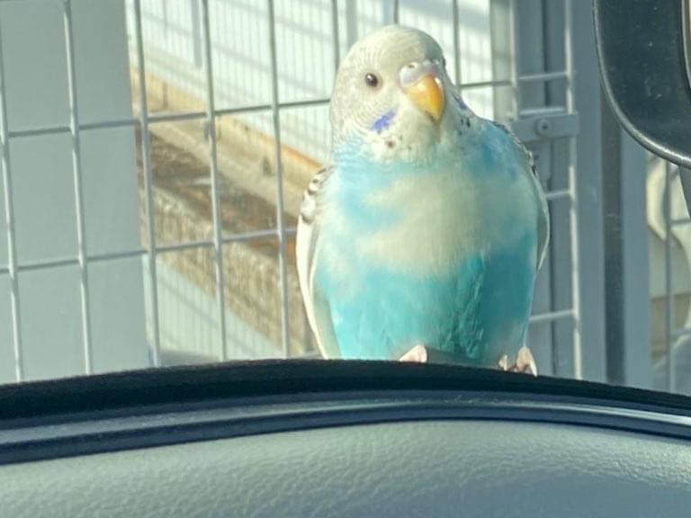 目撃された鳥 目撃された鳥