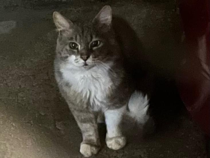 目撃された猫 目撃された猫