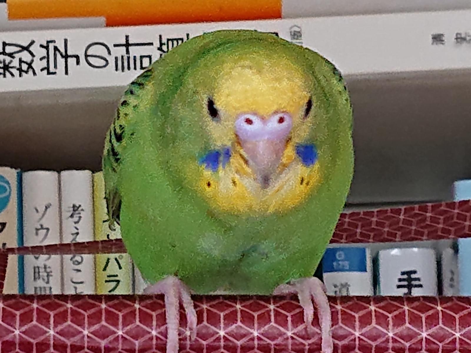セキセイインコちゃん セキセイインコちゃん