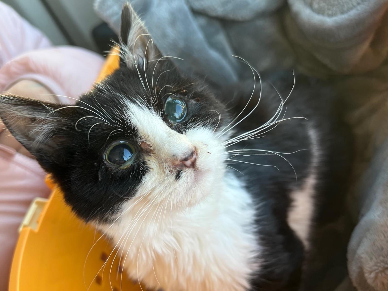 保護された猫 保護された猫