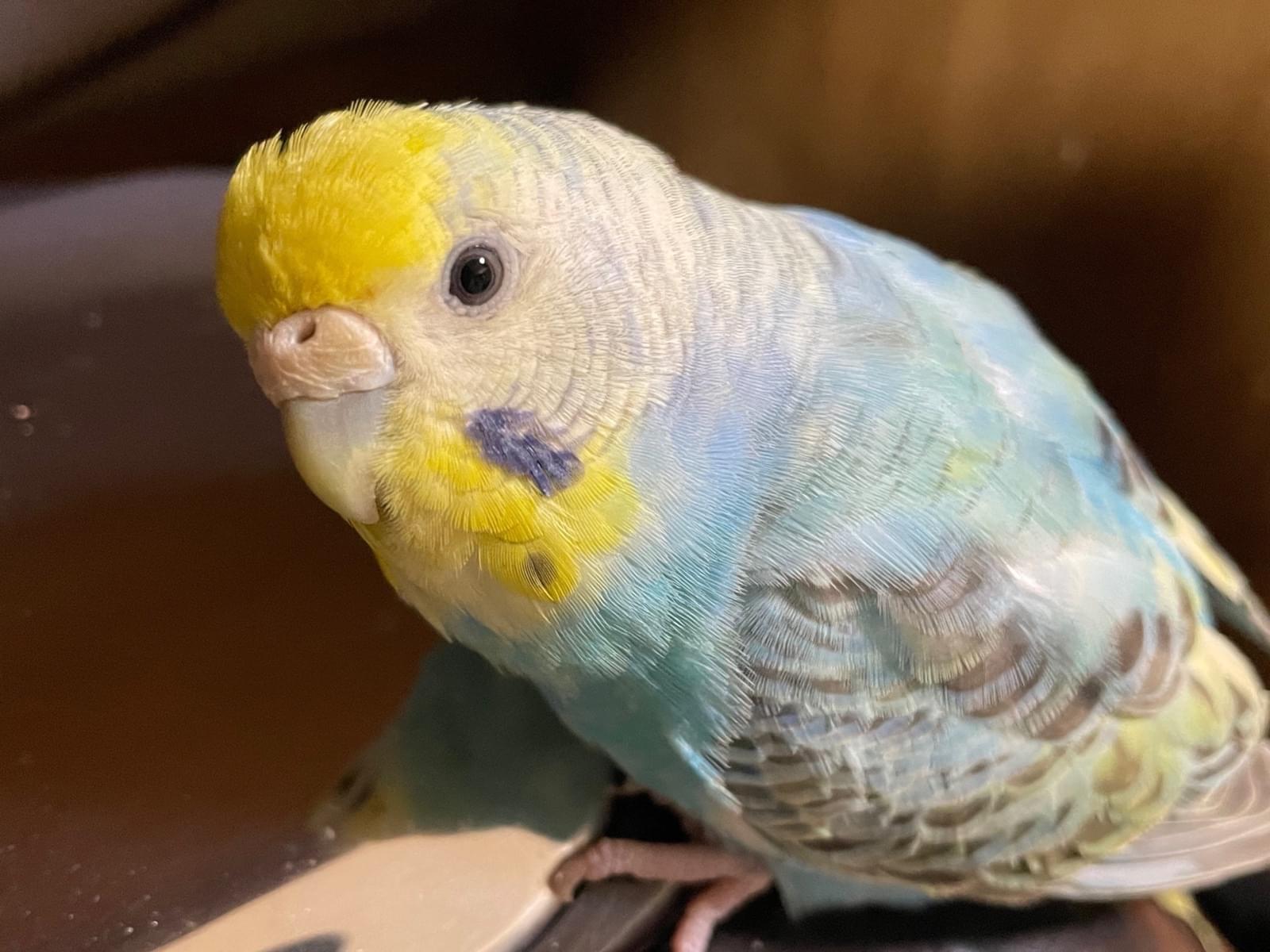 ルビちゃん ルビちゃん