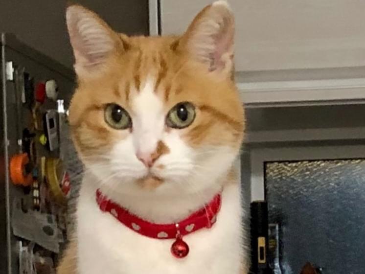 ちーにゃんちゃん