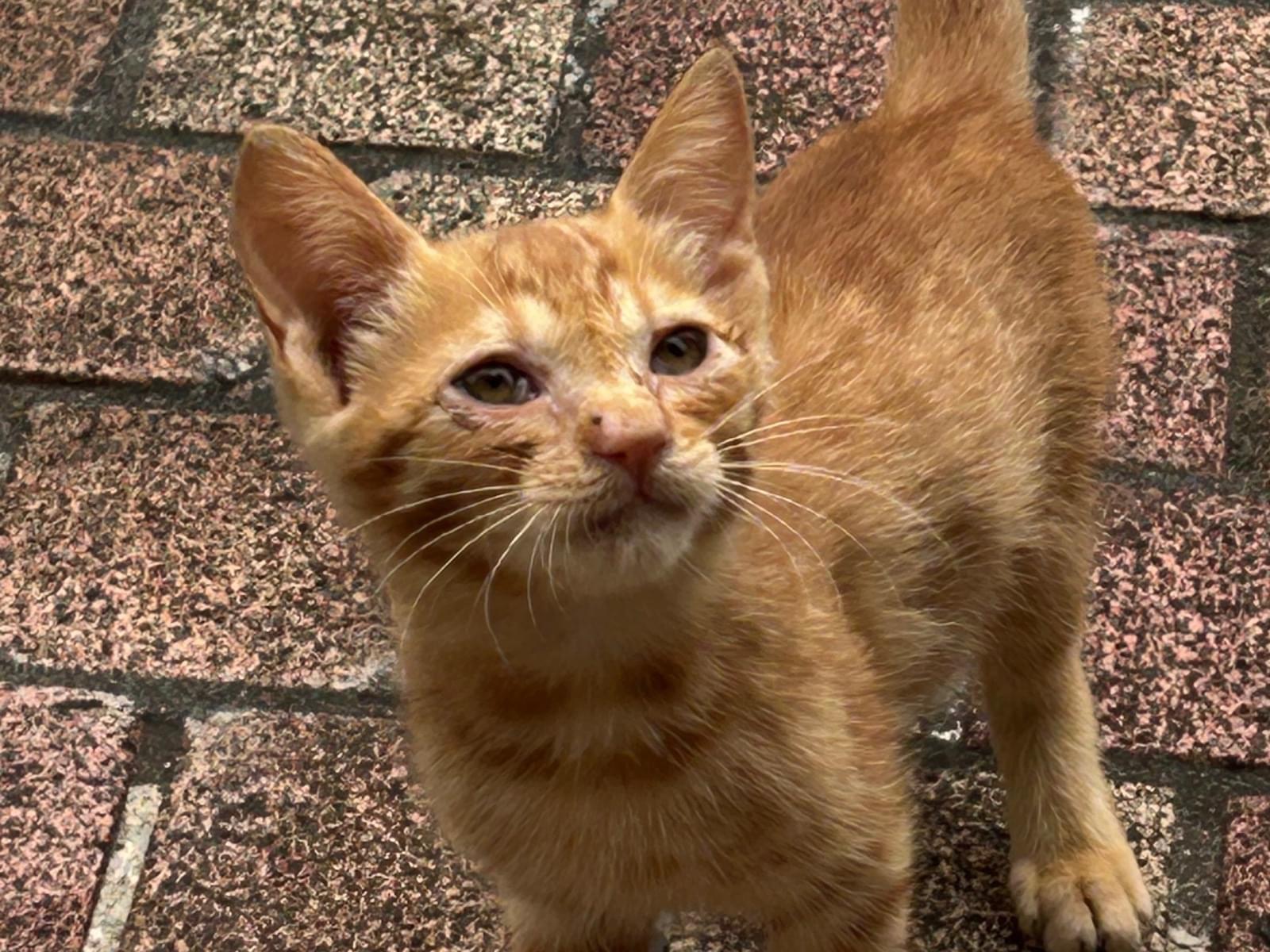 保護された猫 保護された猫
