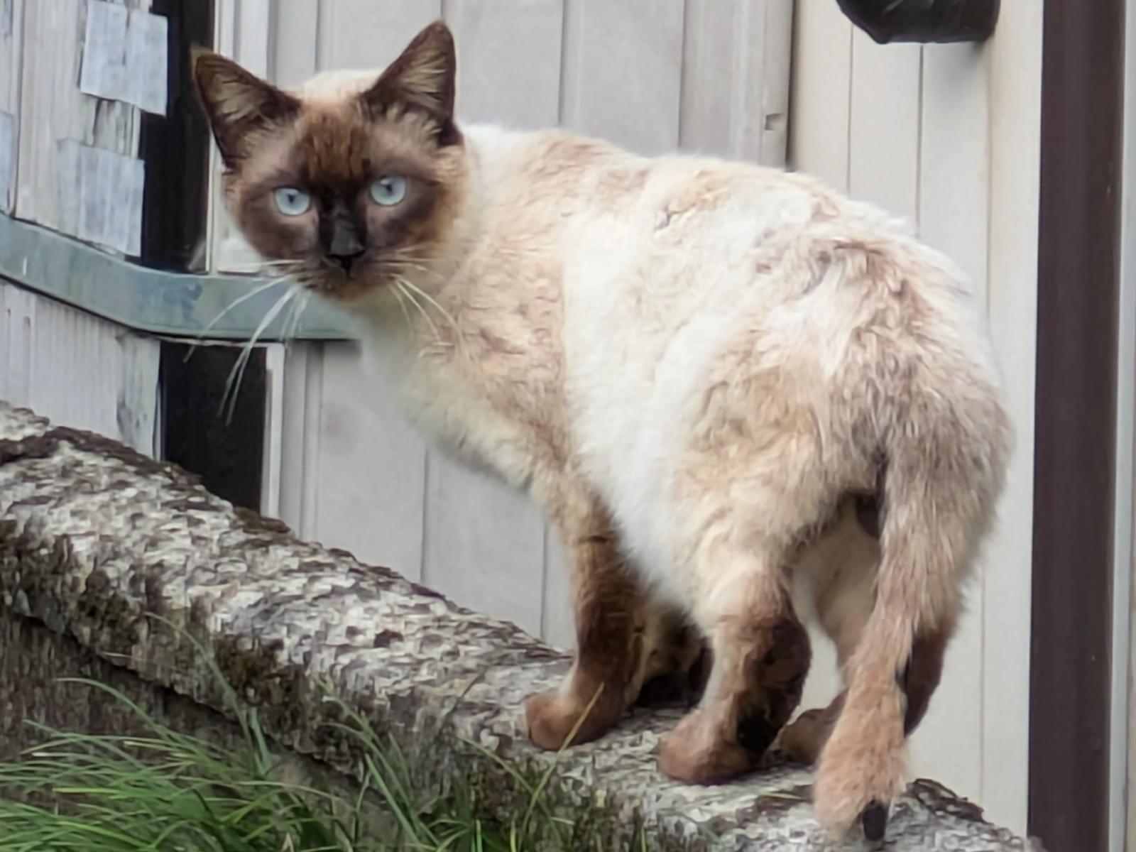 目撃された猫 目撃された猫