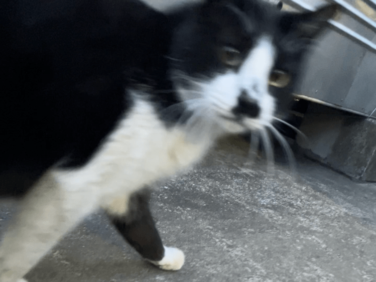 目撃された猫 目撃された猫