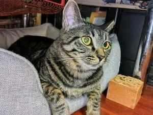 キジトラミケページ シッポの長い黒キジトラ