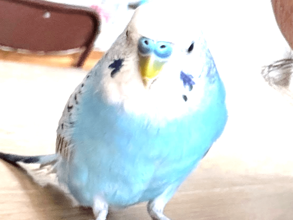 ほたてちゃん ほたてちゃん
