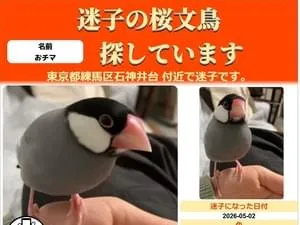 【コメント閲覧用】桜文鳥 石神井公園ステージ広場で桜文鳥おチマ迷子