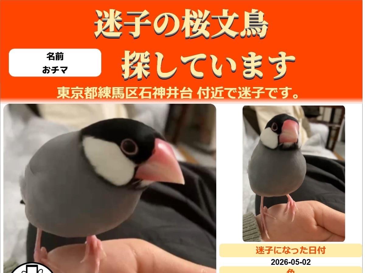 おチマちゃん おチマちゃん