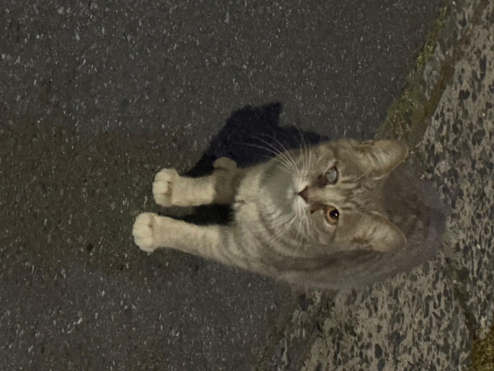 目撃された猫