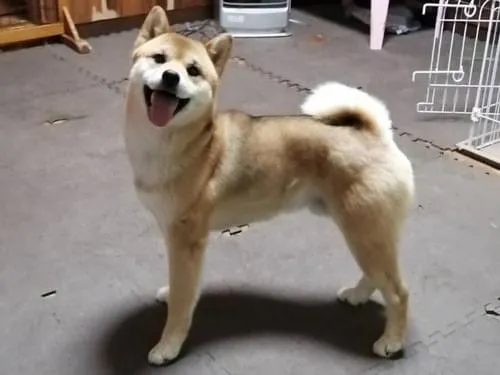 茶色と黒が混じった柴犬を探しています!