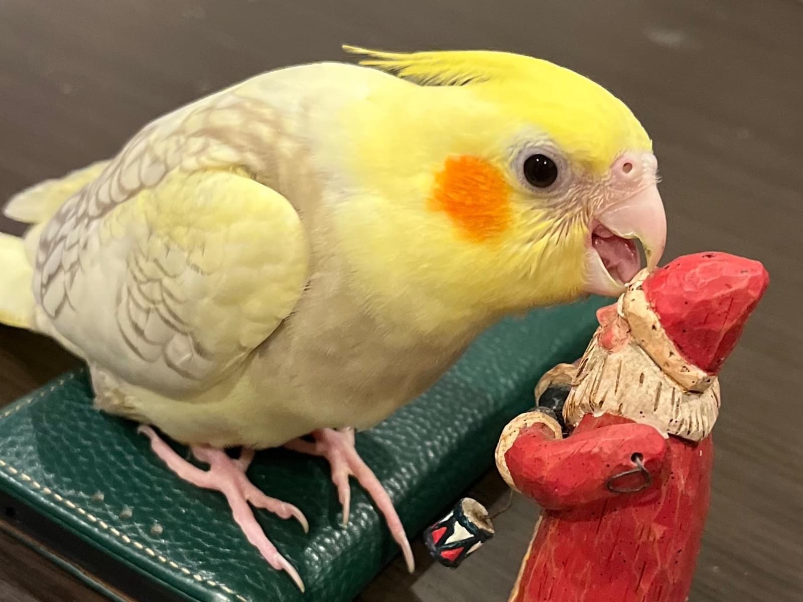 ポリーちゃん ポリーちゃん