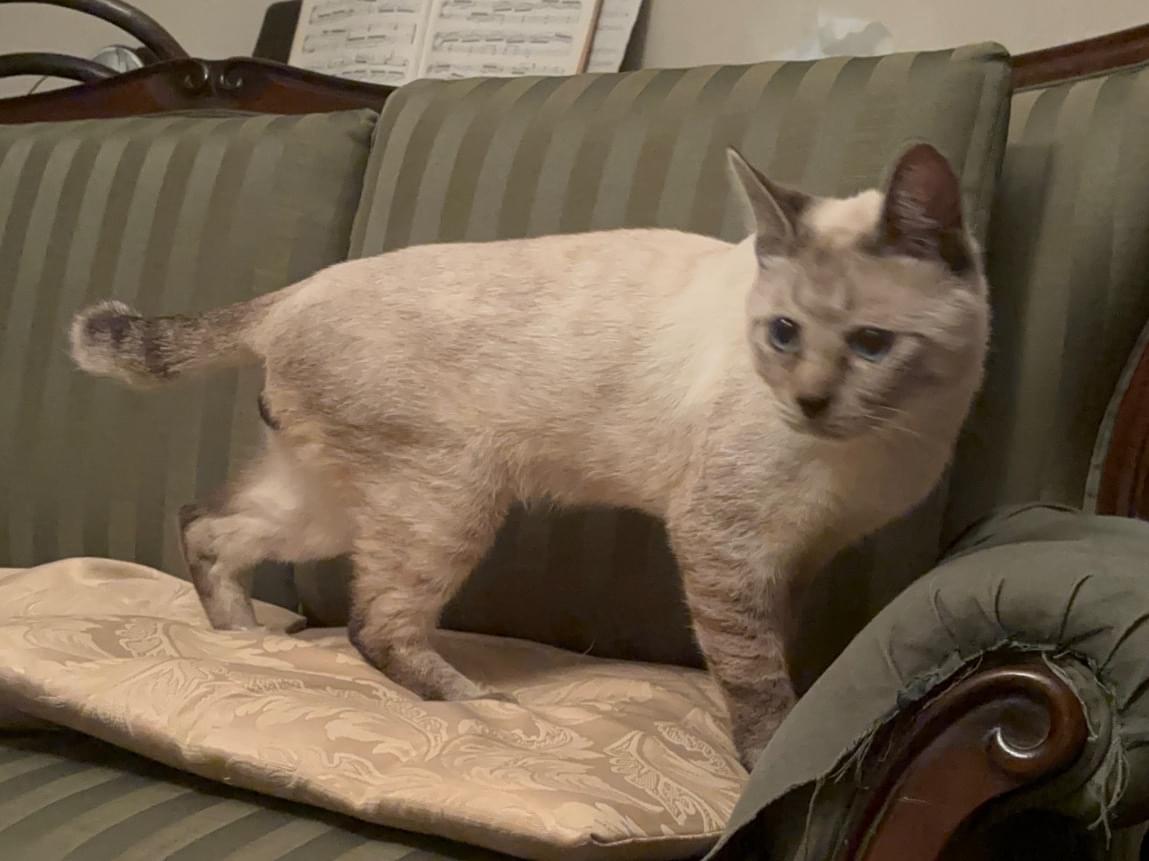 保護された猫 保護された猫