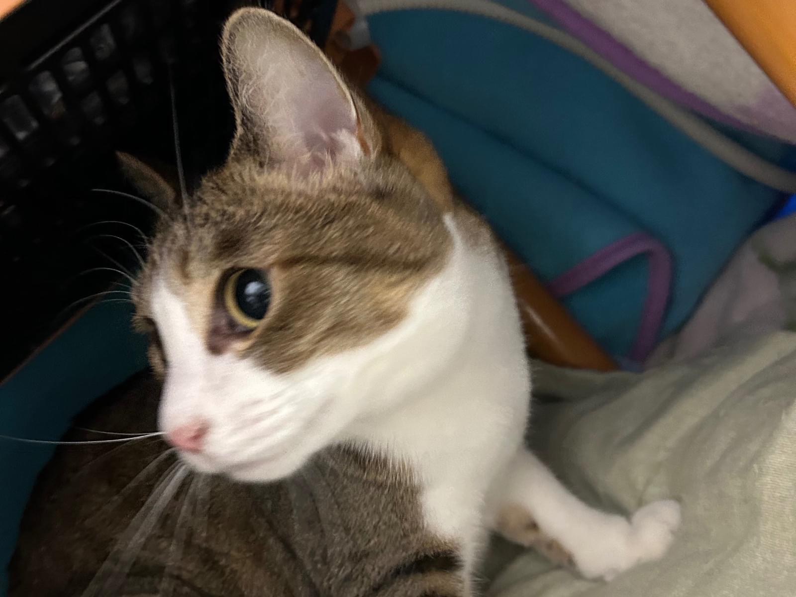 コムギちゃん コムギちゃん