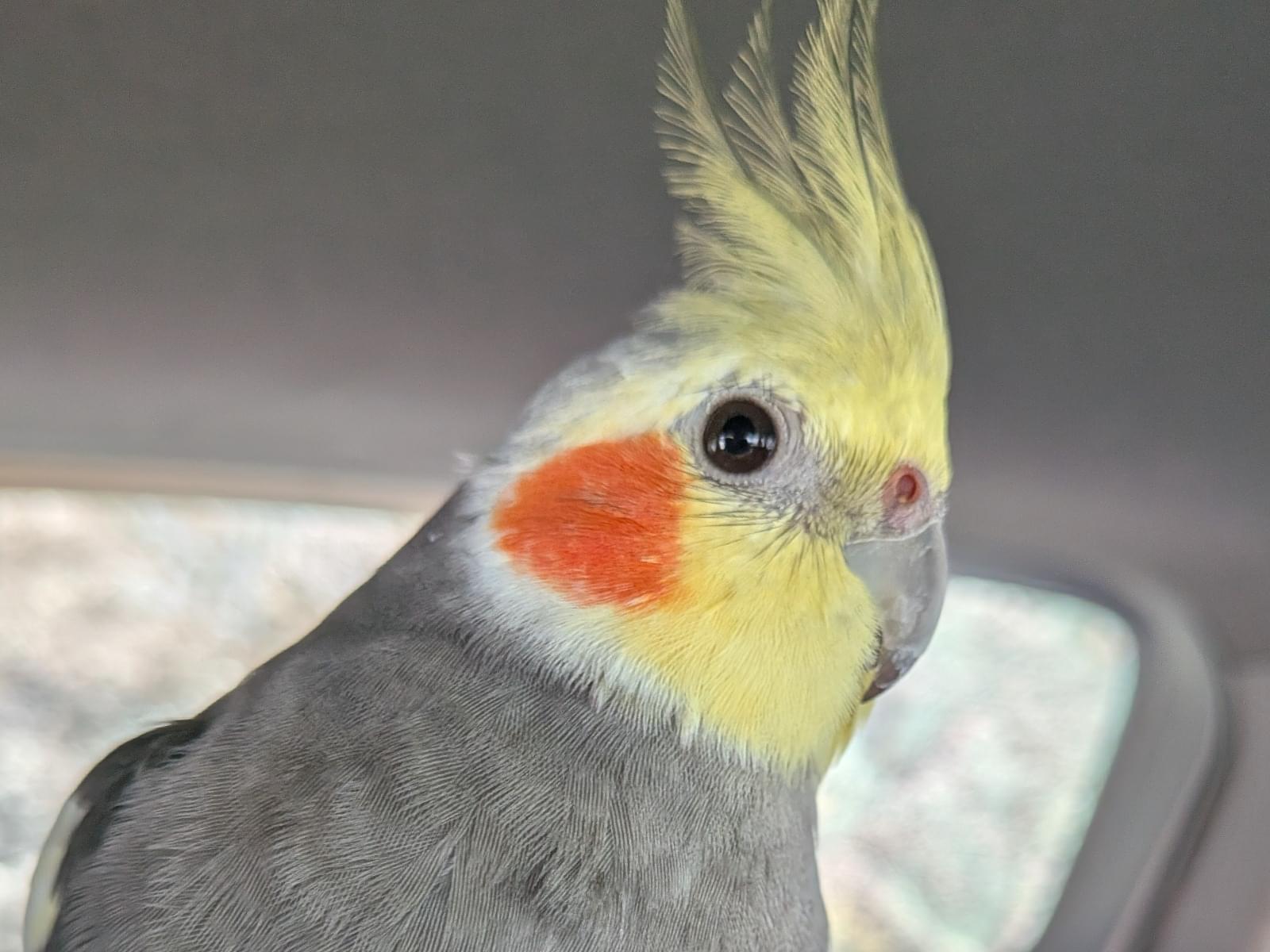 ぴーちゃん