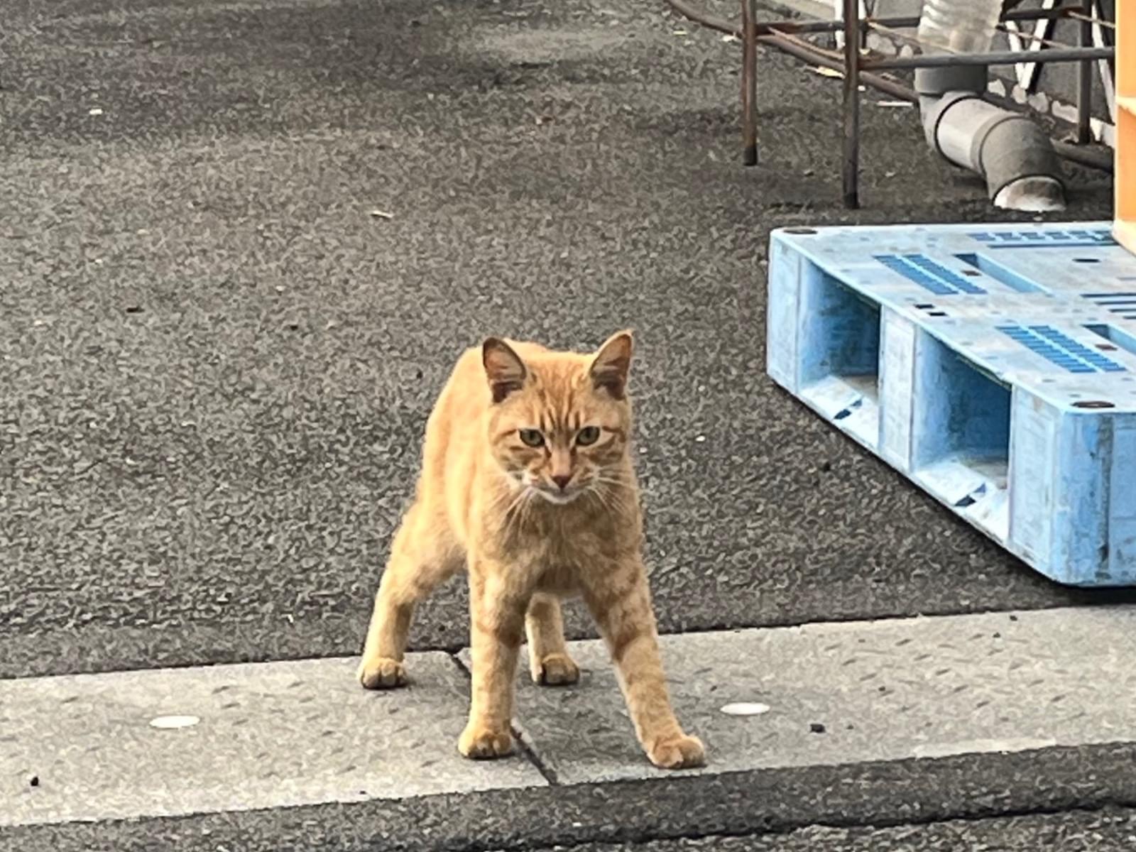 目撃された猫 目撃された猫