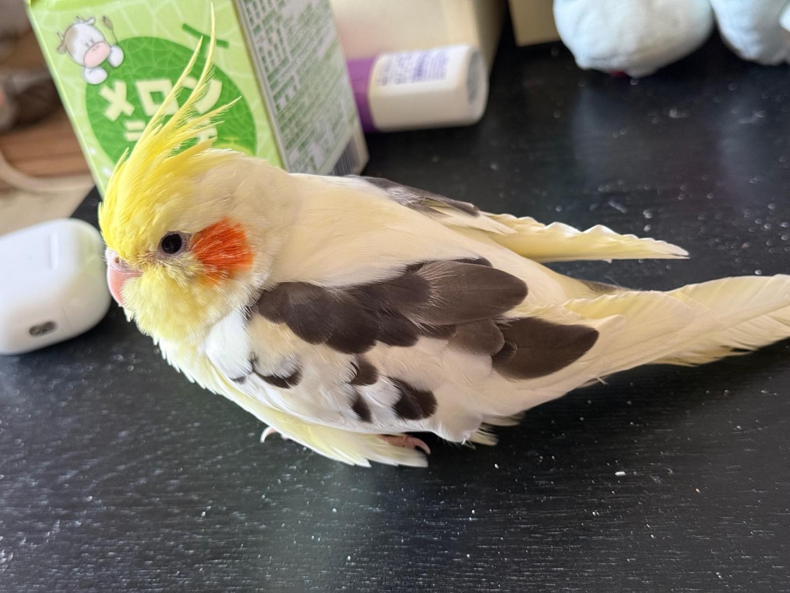ふうちゃん ふうちゃん