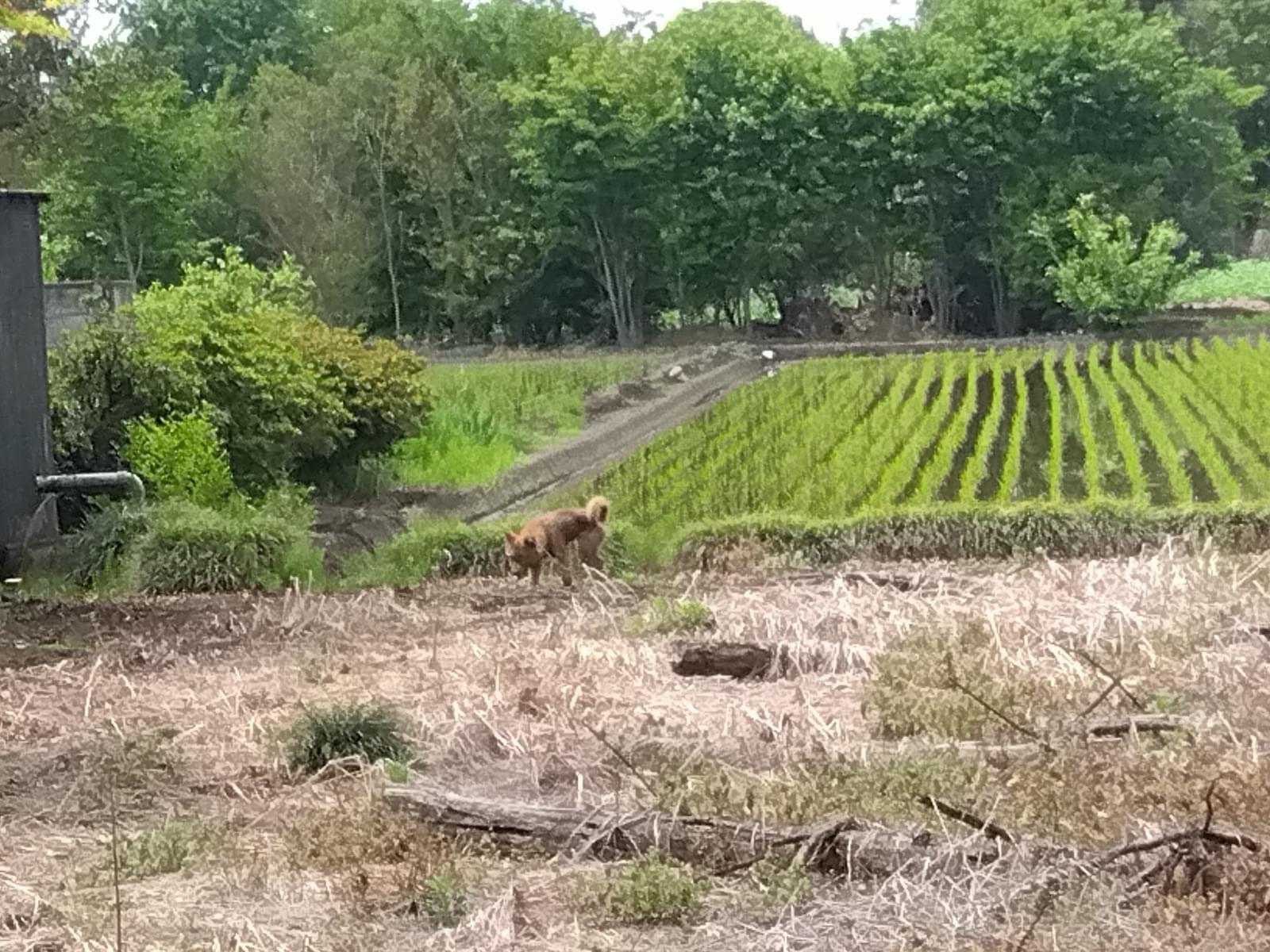 目撃された犬
