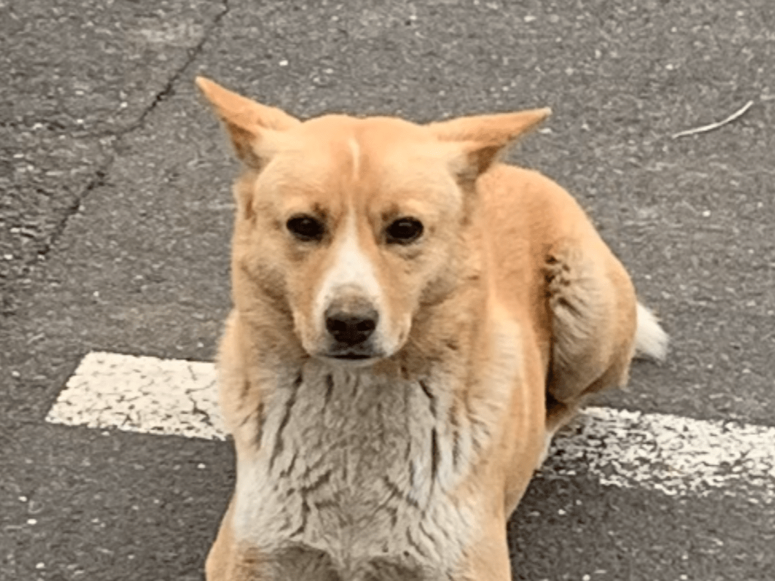 目撃された犬 目撃された犬