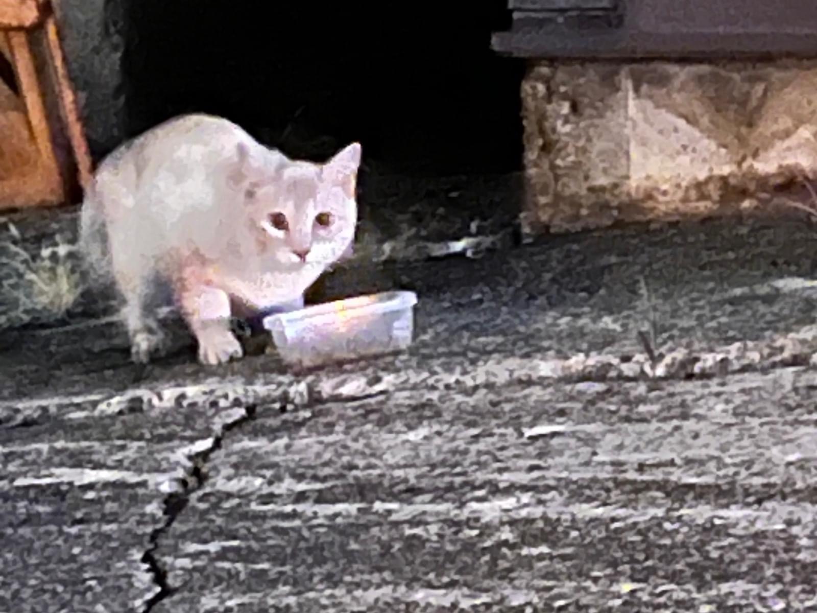 目撃された猫 目撃された猫