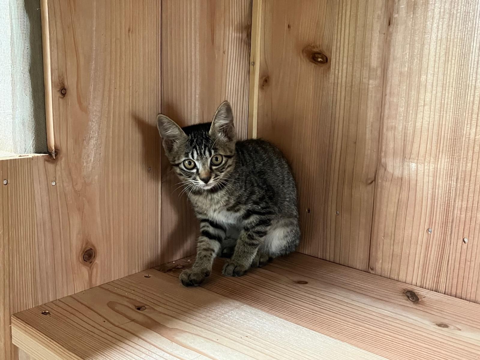 キジトラ男子の子猫ちゃん