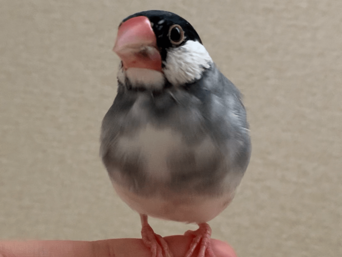 ココちゃん ココちゃん