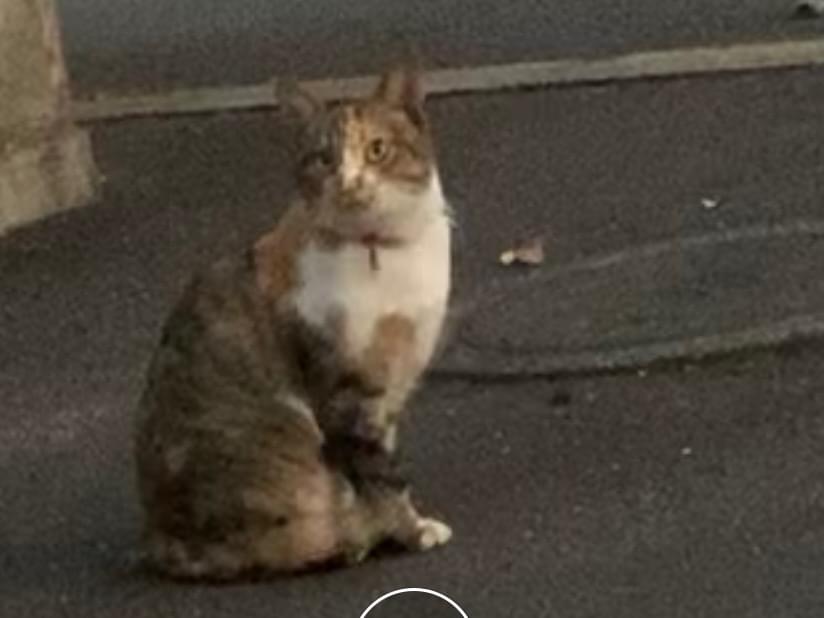 目撃された猫 目撃された猫