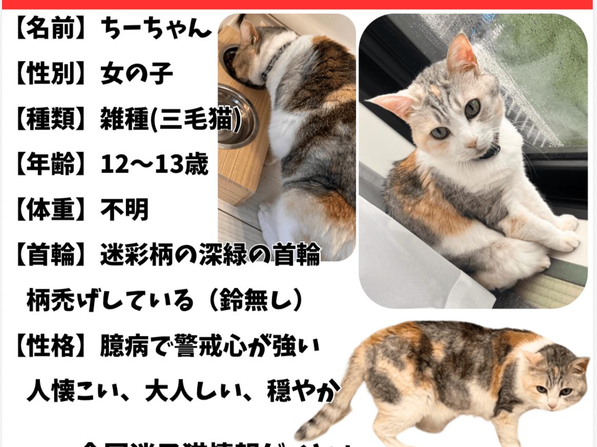 チーちゃん チーちゃん