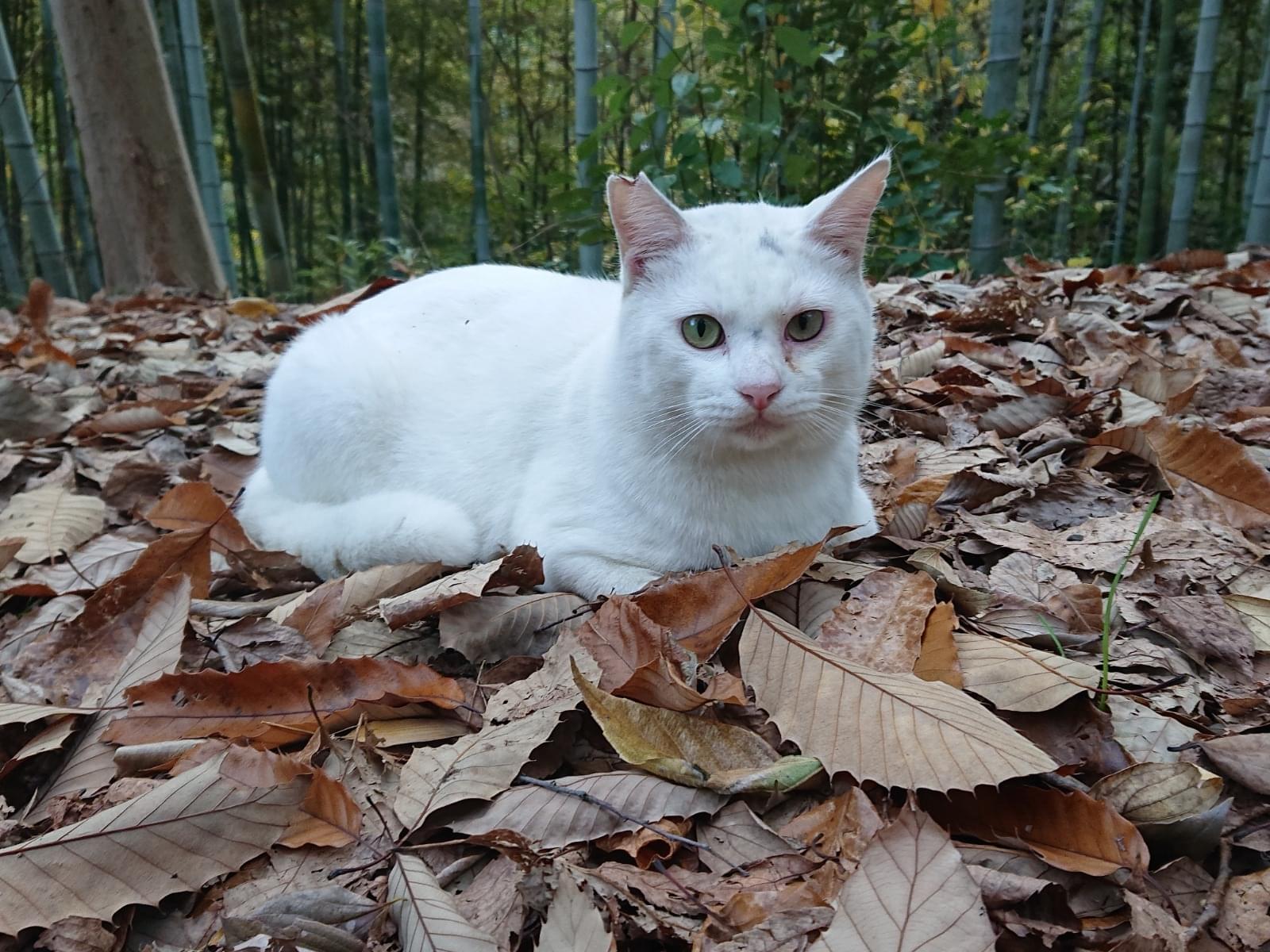 目撃された猫 目撃された猫