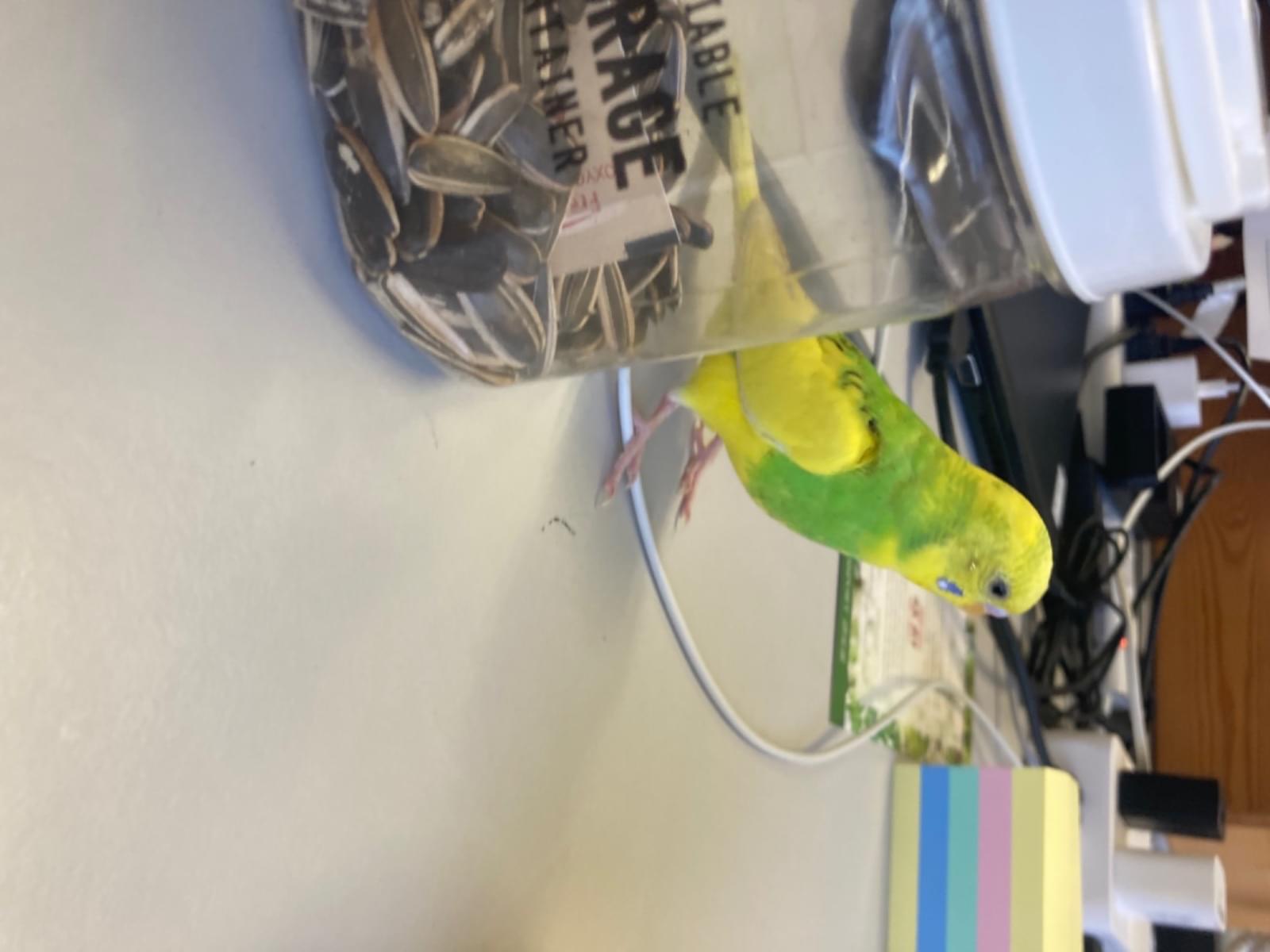 保護された鳥 保護された鳥
