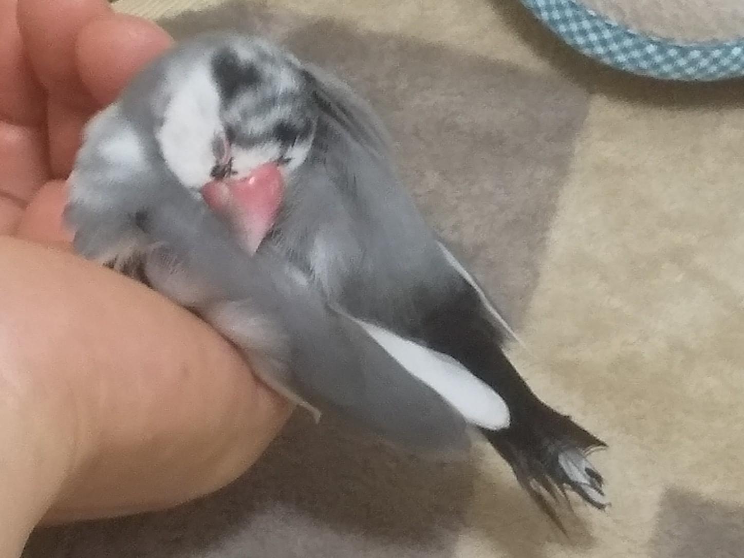 ぶんちゃん ぶんちゃん