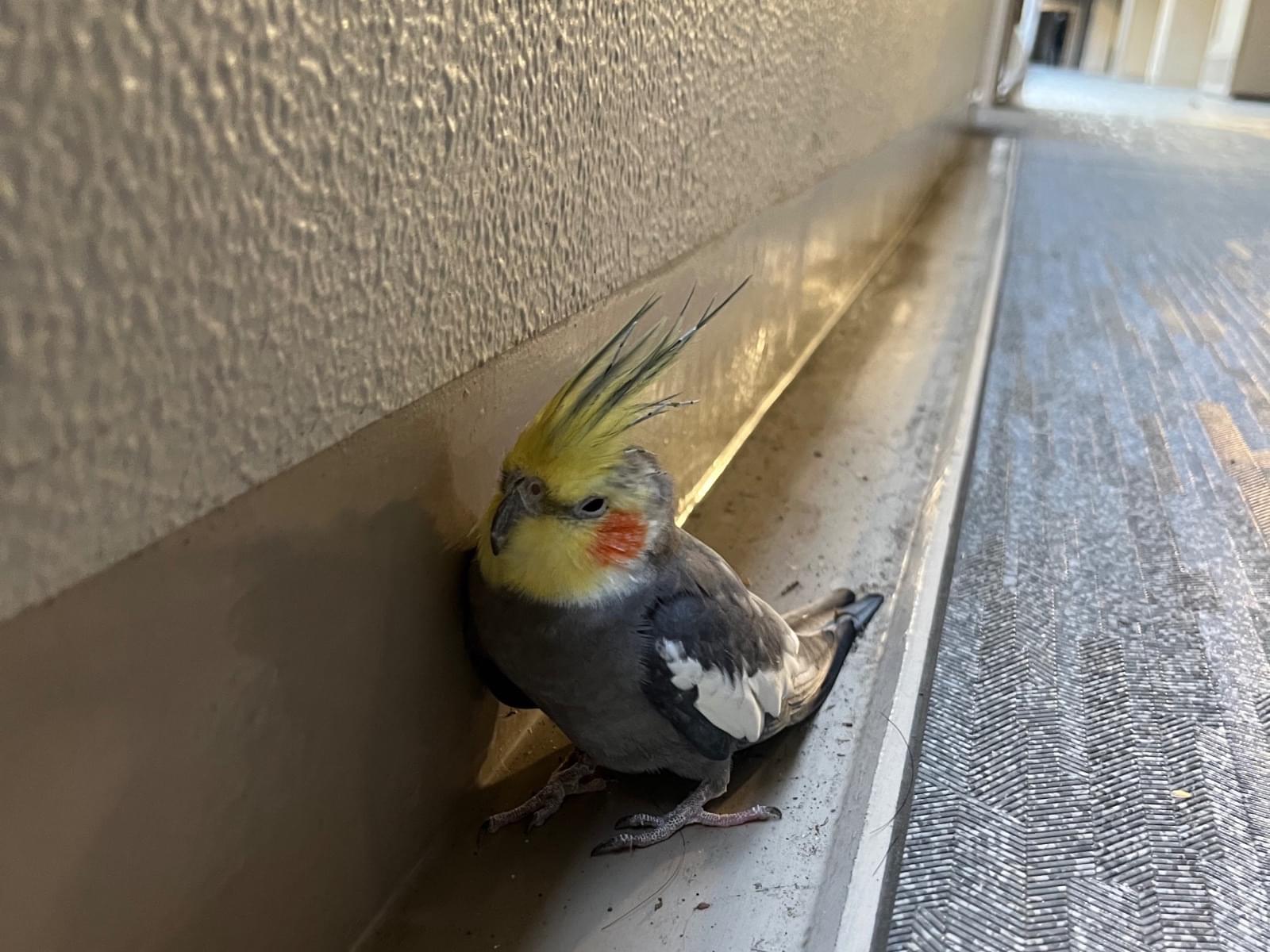 目撃された鳥 目撃された鳥