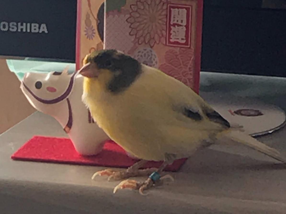 ちょうすけちゃん ちょうすけちゃん