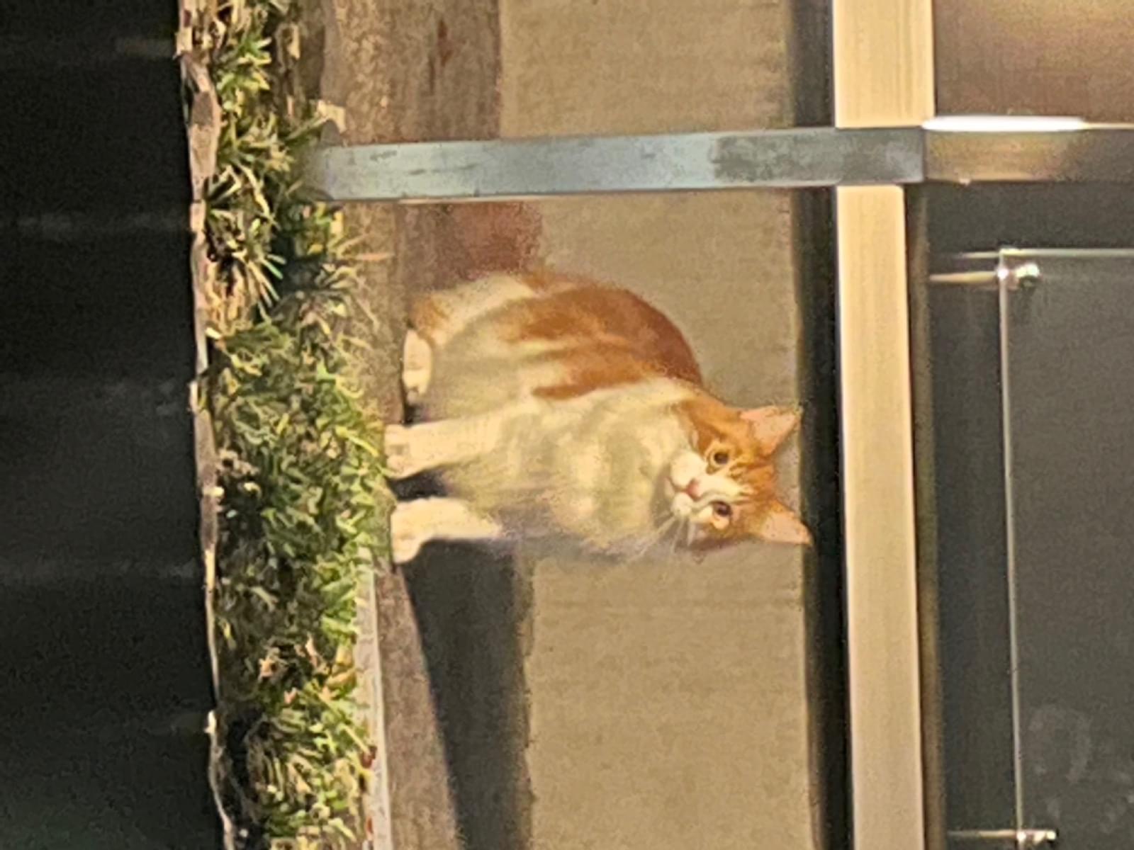 目撃された猫 目撃された猫