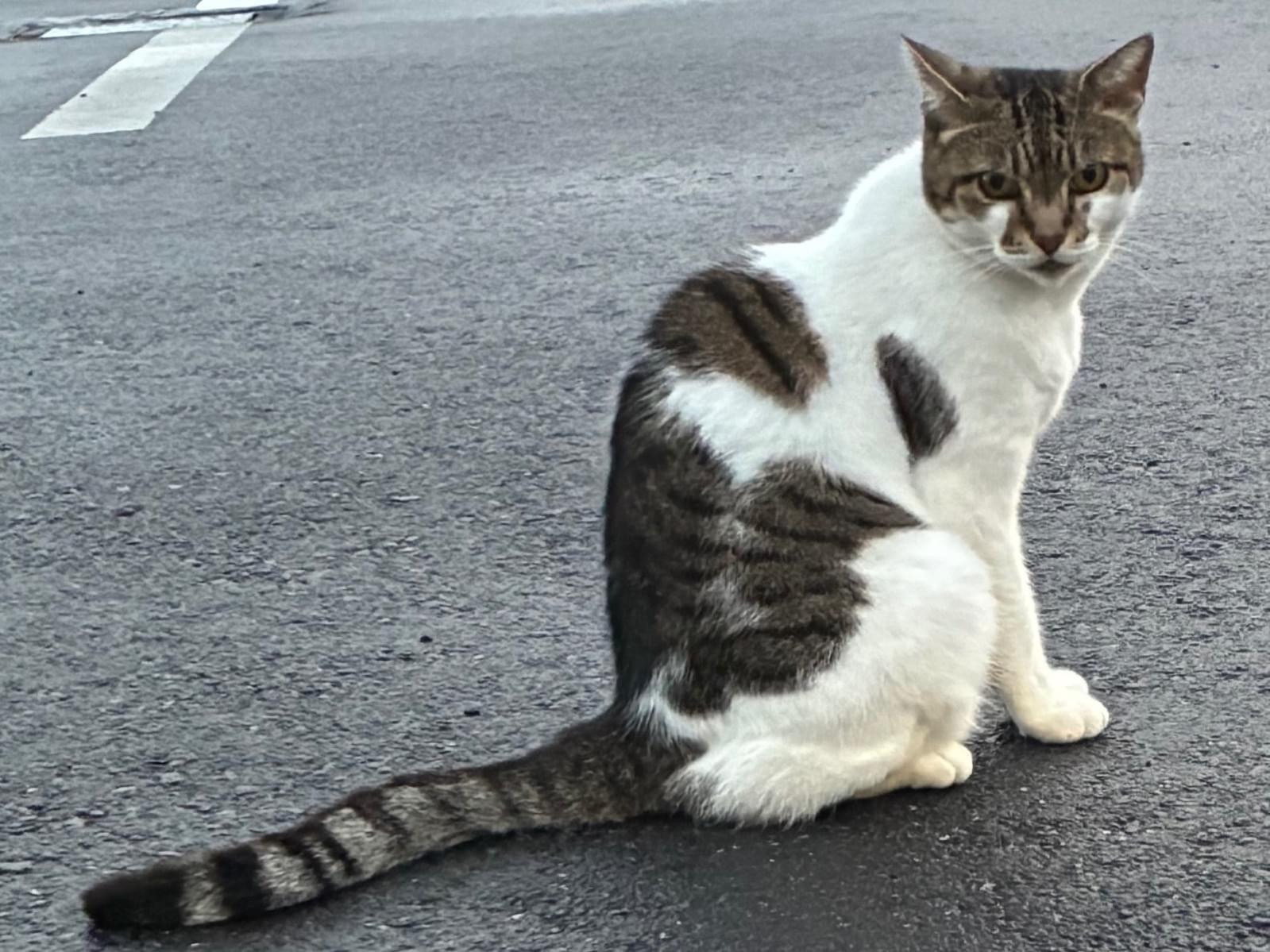 アバちゃん