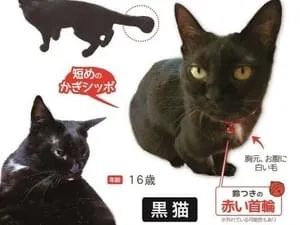 白髪が多めのお婆ちゃん黒猫を探してます